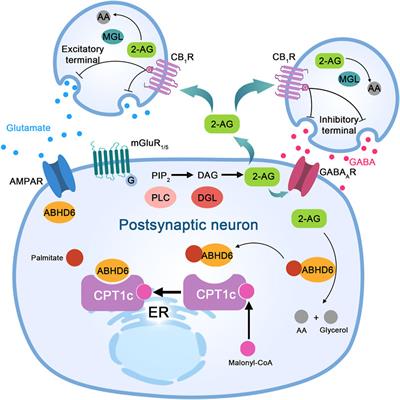 Alpha/Beta-Hydrolase Domain-Containing 6: Signaling and Function in the Central Nervous System